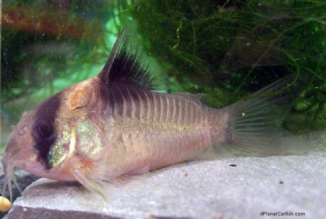 Hoplisoma burgessi