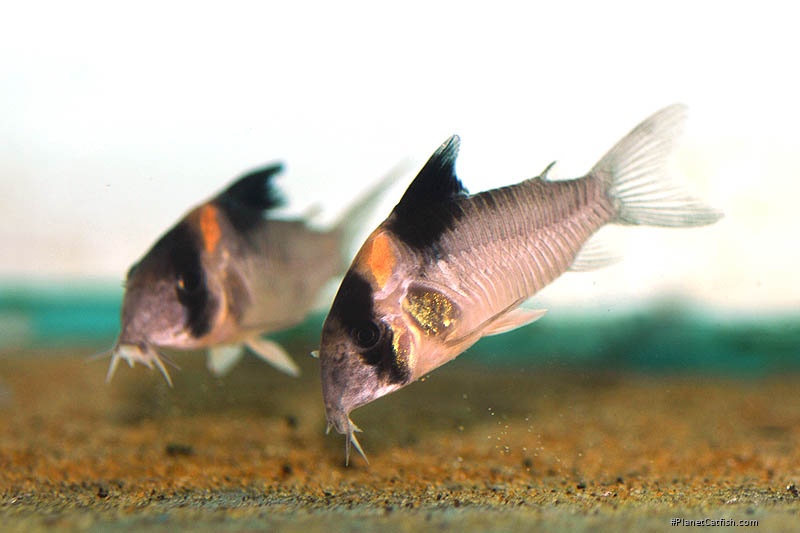 Hoplisoma burgessi