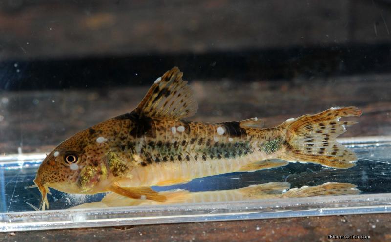 Hoplisoma carlae