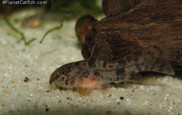 Hoplisoma carlae