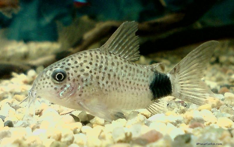Hoplisoma caudimaculatum