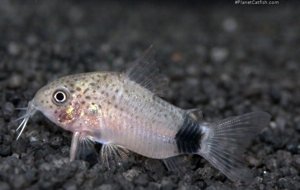 Hoplisoma caudimaculatum