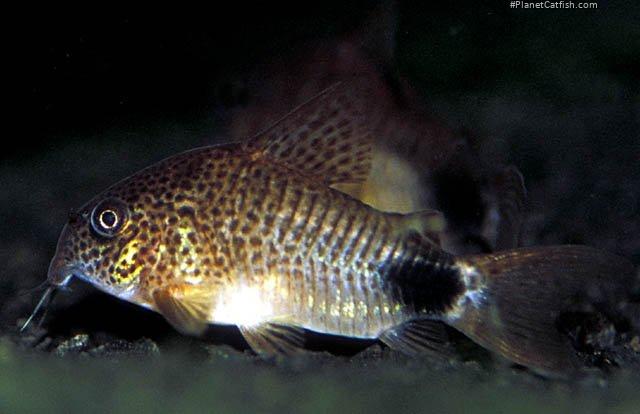 Hoplisoma caudimaculatum