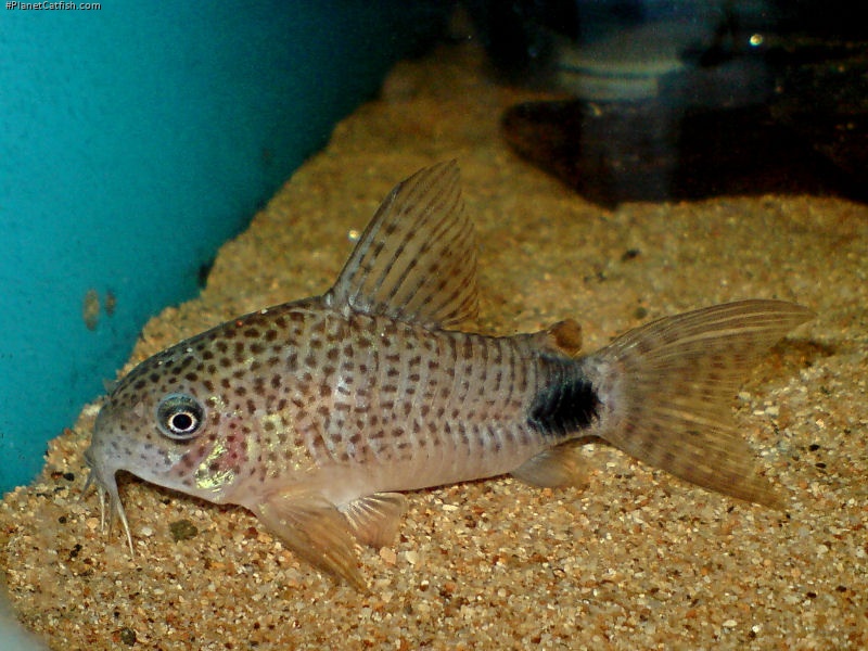 Hoplisoma caudimaculatum