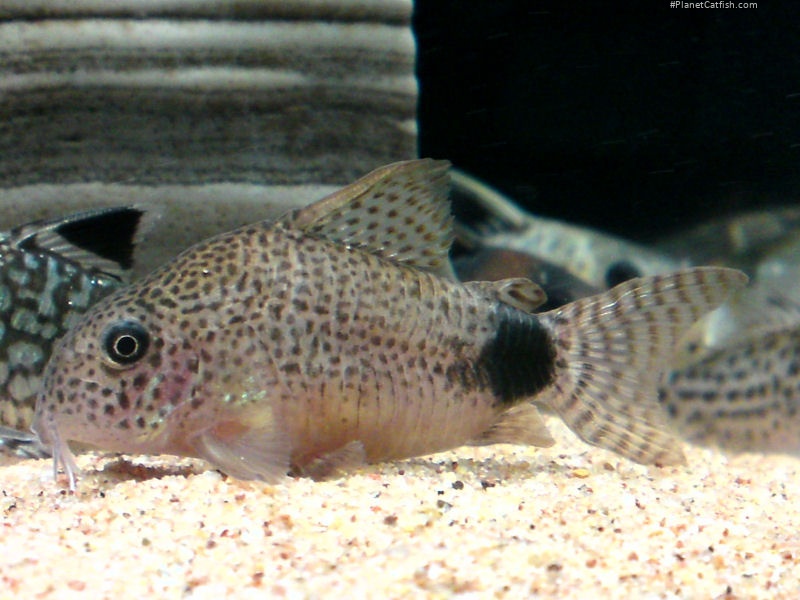 Hoplisoma caudimaculatum