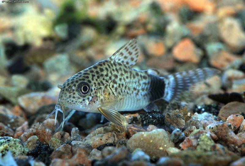 Hoplisoma caudimaculatum