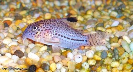 Hoplisoma cf. julii