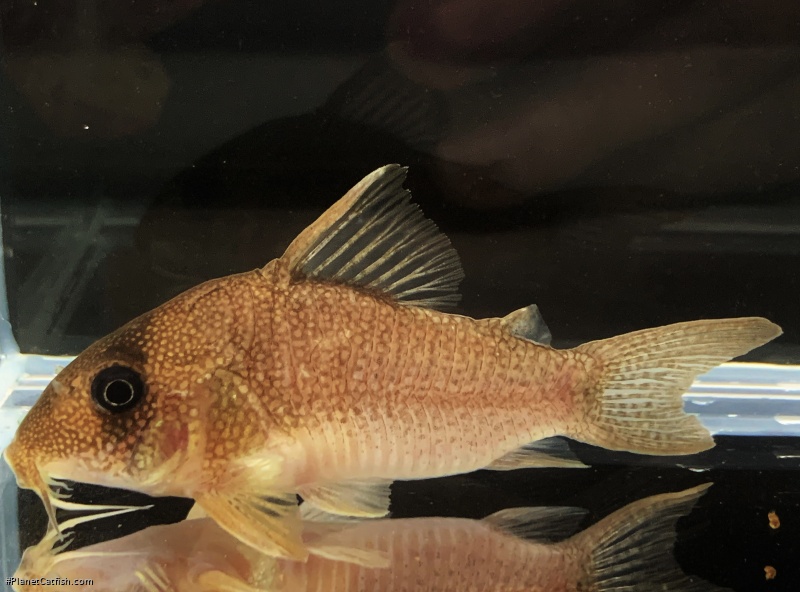 Hoplisoma cf. noxium