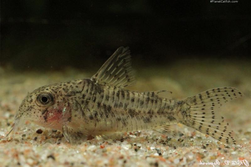 Hoplisoma cochui