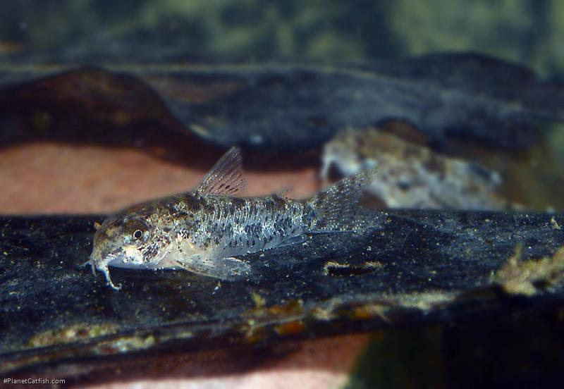 Hoplisoma cochui