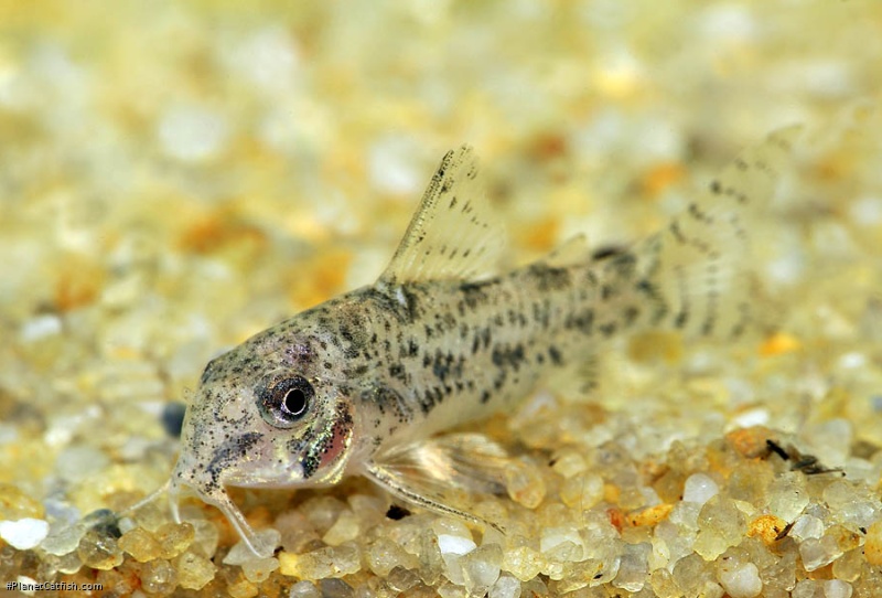 Hoplisoma cochui