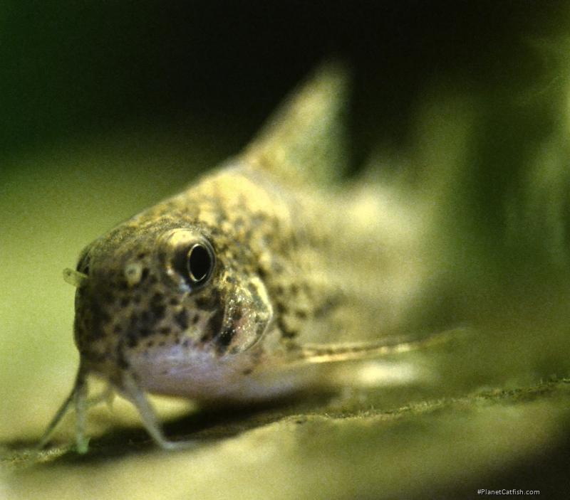 Hoplisoma cochui