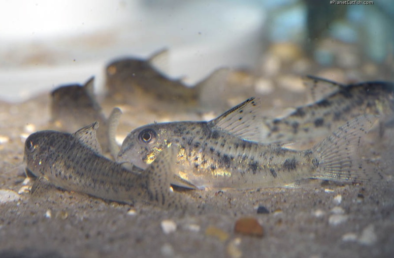 Hoplisoma cochui