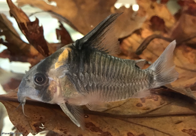 Hoplisoma colossus