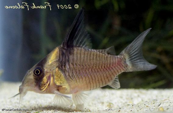 Hoplisoma colossus