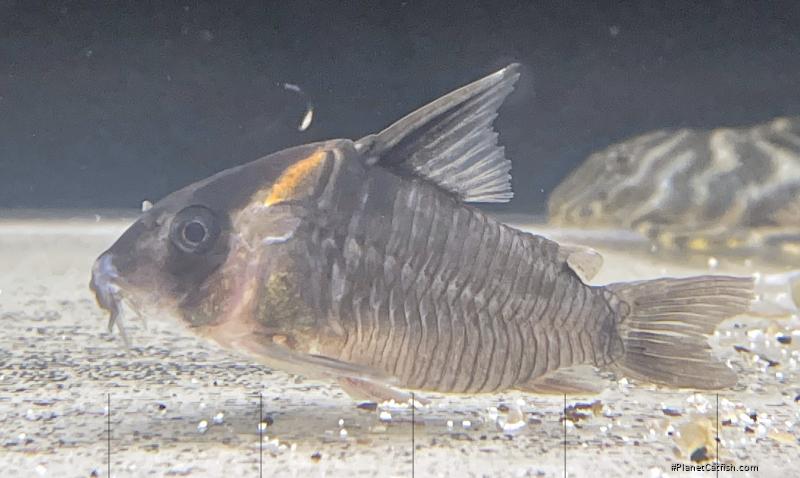 Hoplisoma colossus