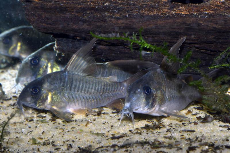 Hoplisoma concolor