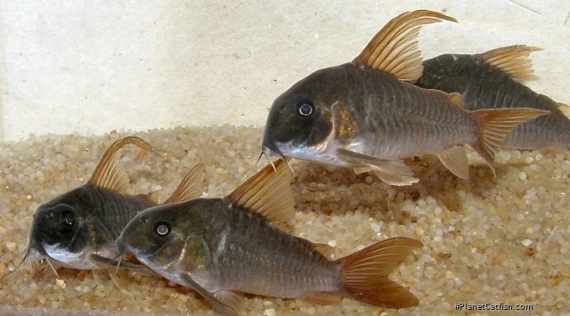 Hoplisoma concolor
