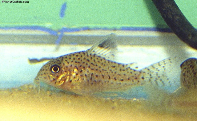 Hoplisoma copei