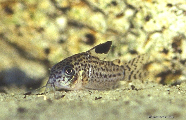 Hoplisoma copei