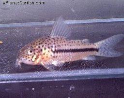 Hoplisoma coppenamense