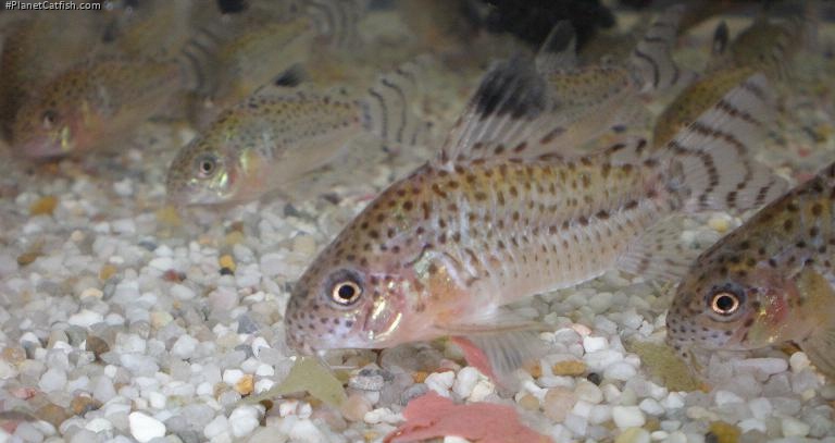 Hoplisoma cruziense