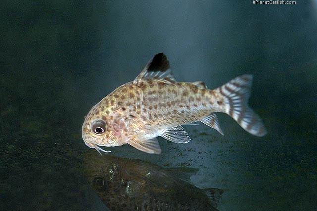 Hoplisoma cruziense