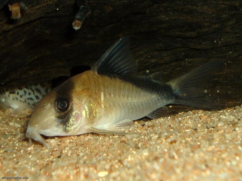 Hoplisoma davidsandsi