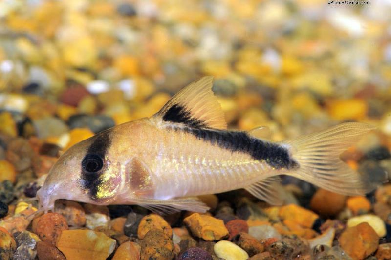 Hoplisoma davidsandsi