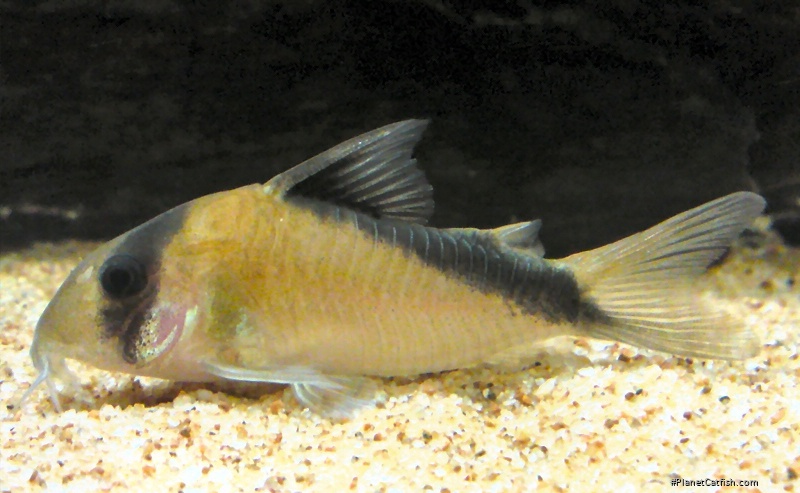 Hoplisoma davidsandsi