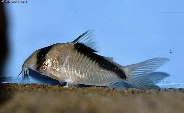 Hoplisoma davidsandsi