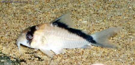 Hoplisoma davidsandsi