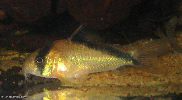 Hoplisoma davidsandsi