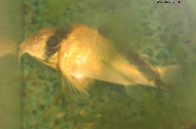 Hoplisoma davidsandsi
