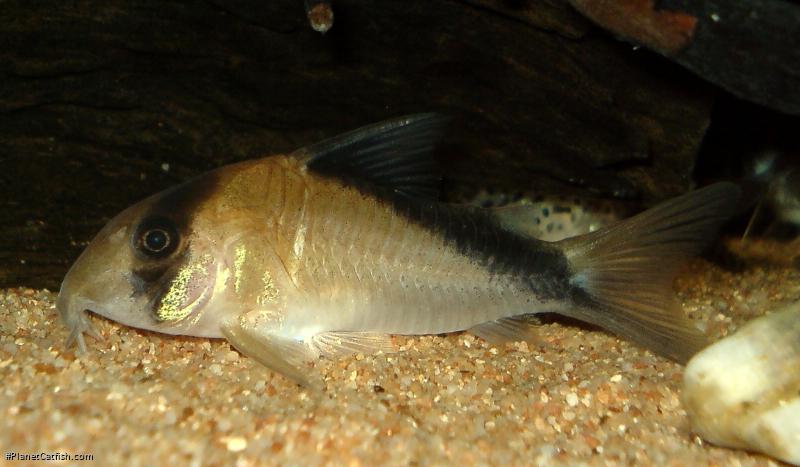 Hoplisoma davidsandsi
