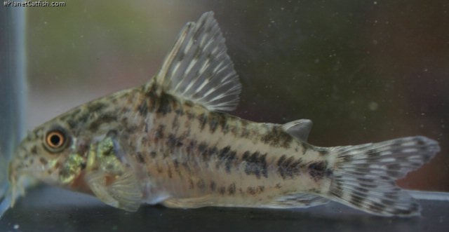 Hoplisoma diphyes