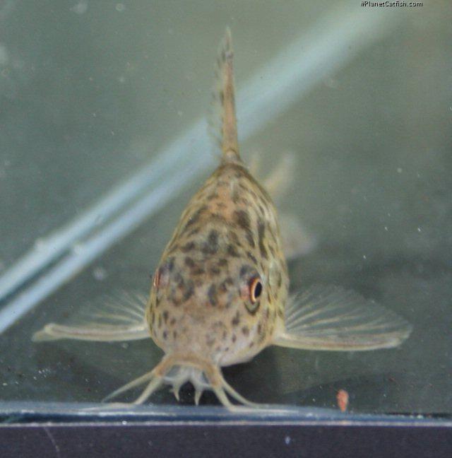 Hoplisoma diphyes
