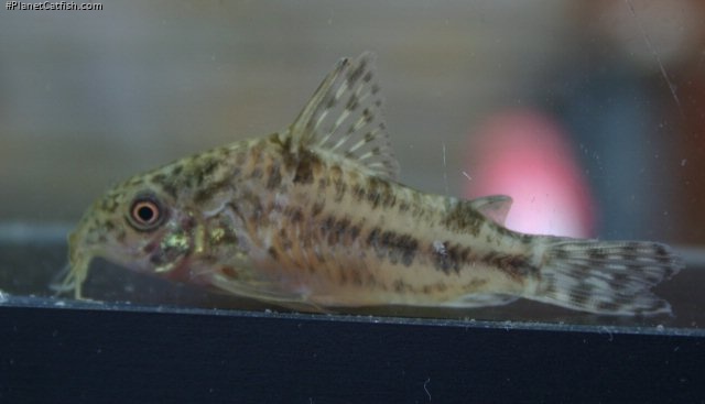 Hoplisoma diphyes
