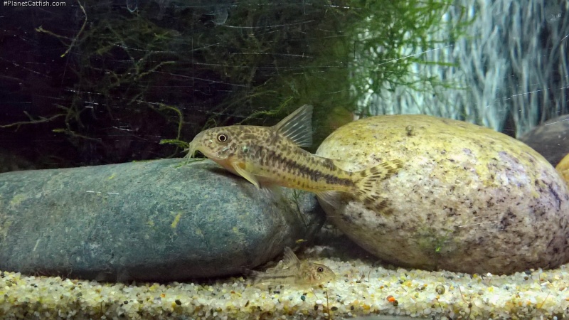 Hoplisoma diphyes