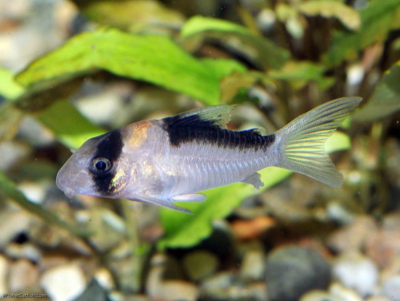 Hoplisoma duplicareum