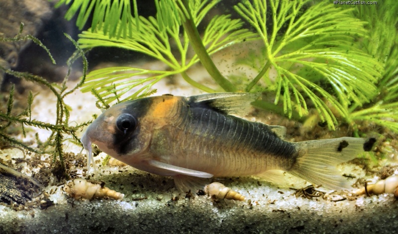 Hoplisoma duplicareum