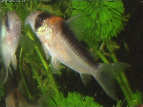 Hoplisoma duplicareum
