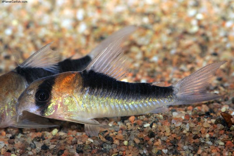 Hoplisoma duplicareum