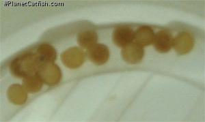 Hoplisoma duplicareum
