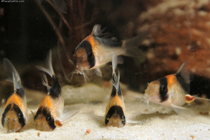 Hoplisoma duplicareum