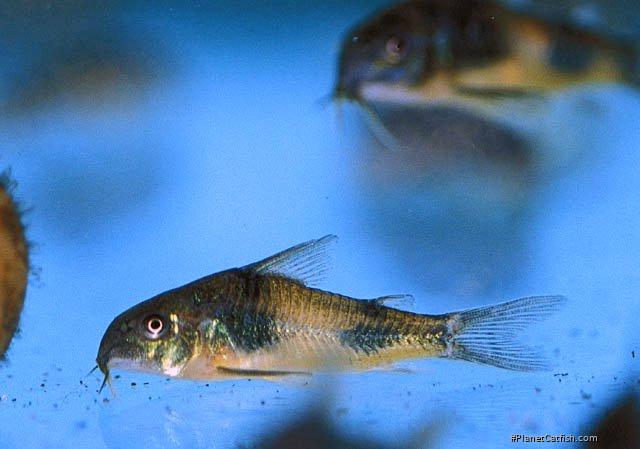 Hoplisoma ehrhardti