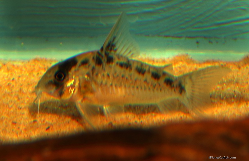 Hoplisoma evelynae