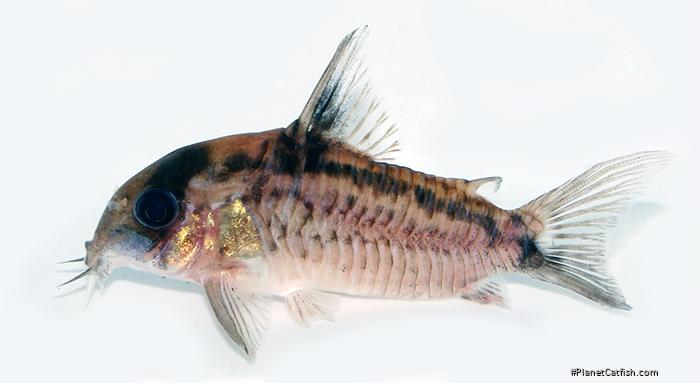 Hoplisoma evelynae