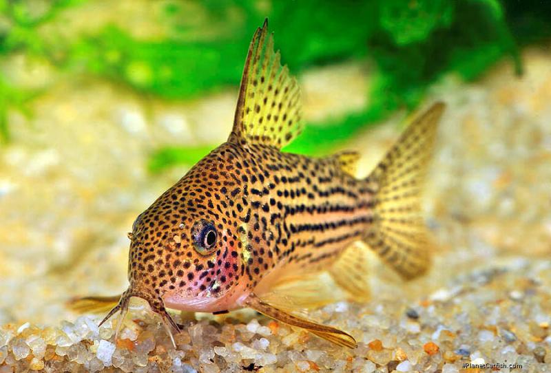 Hoplisoma eversi
