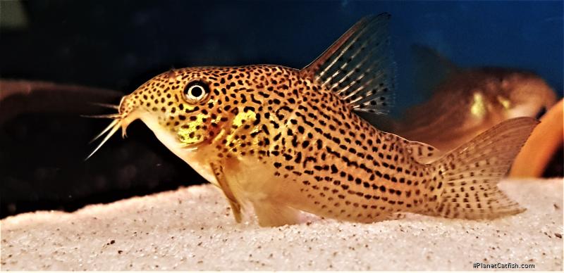 Hoplisoma eversi